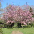The blossom is out, A Weekend Camping Trip in the Garden, Brome, Suffolk - 11th April 2020