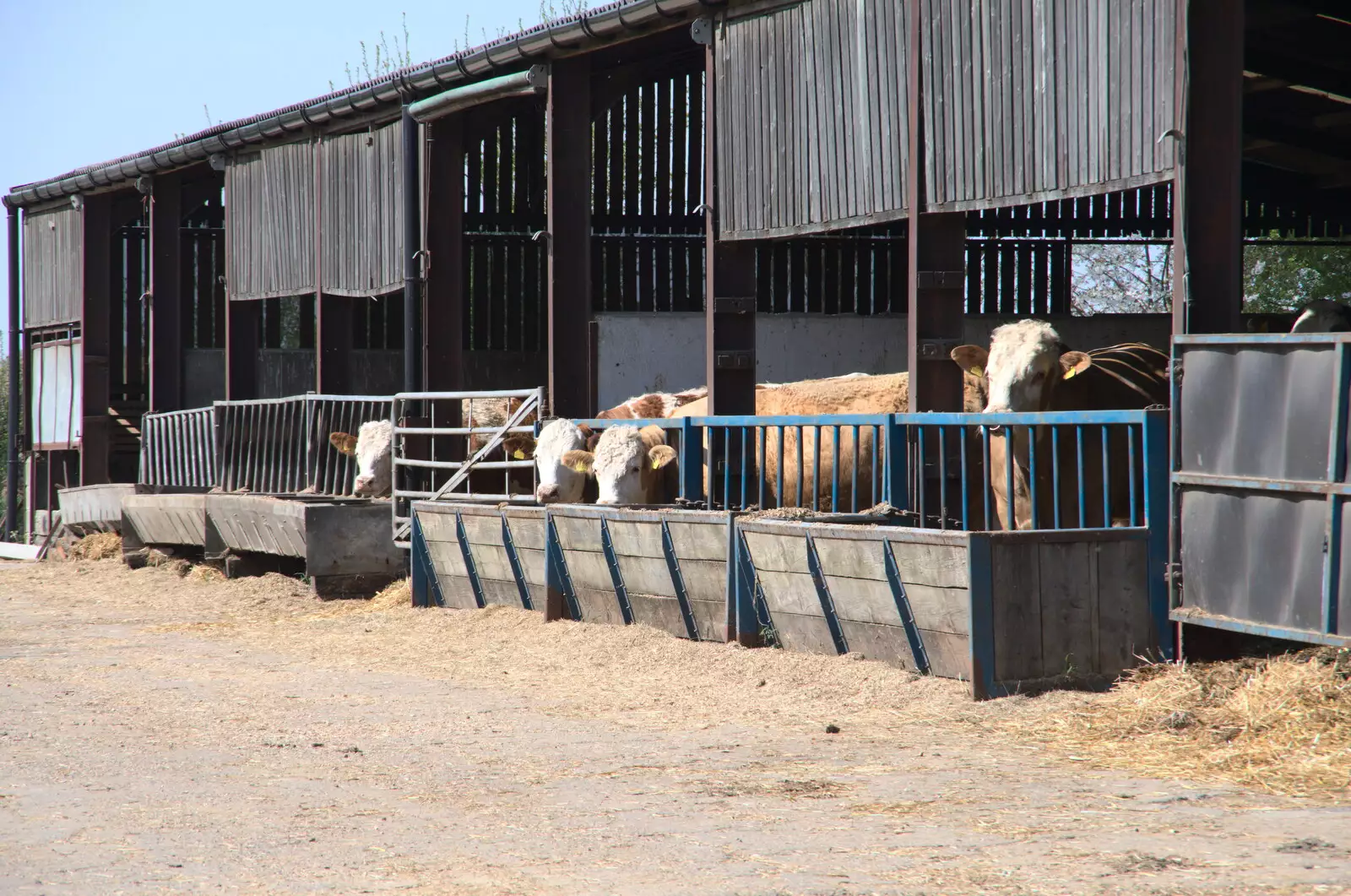 The cows are feeding again, from A Weekend Camping Trip in the Garden, Brome, Suffolk - 11th April 2020