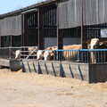 The cows are feeding again, A Weekend Camping Trip in the Garden, Brome, Suffolk - 11th April 2020