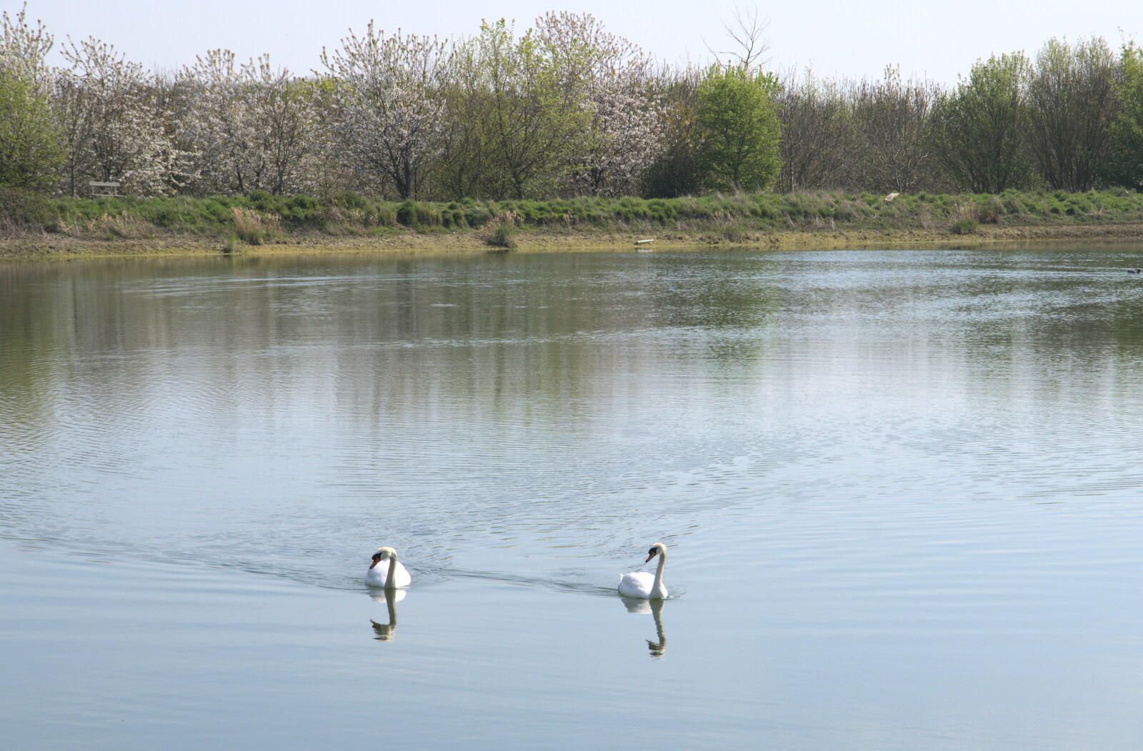A couple of swans on the resevoir from A Weekend Camping Trip in the Garden, Brome, Suffolk - 11th April 2020