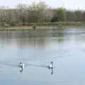 A couple of swans on the resevoir, A Weekend Camping Trip in the Garden, Brome, Suffolk - 11th April 2020