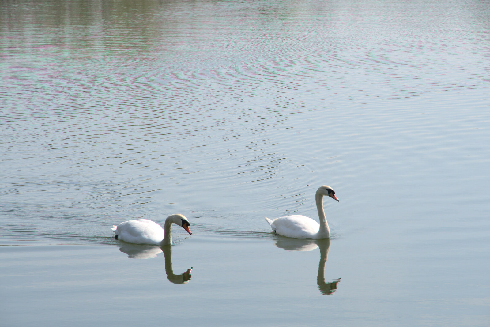 The two swans float by, reflected in the water from A Weekend Camping Trip in the Garden, Brome, Suffolk - 11th April 2020