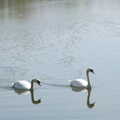 The two swans float by, reflected in the water, A Weekend Camping Trip in the Garden, Brome, Suffolk - 11th April 2020