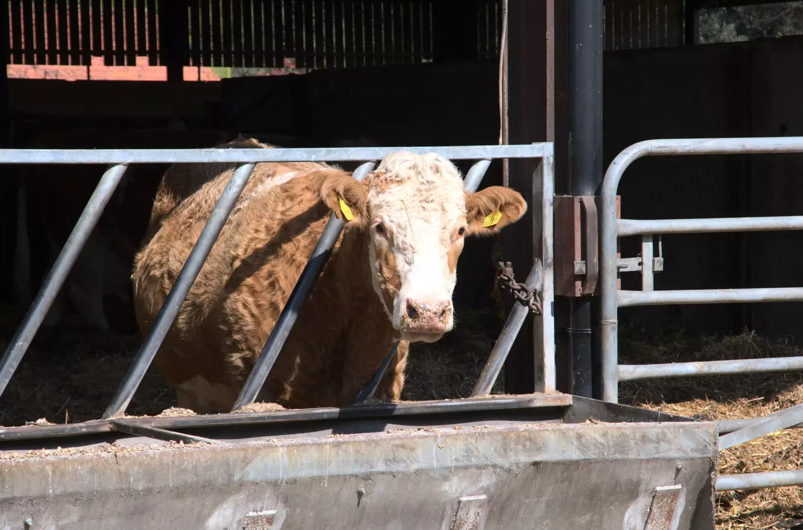 A cow looks out, from A Weekend Camping Trip in the Garden, Brome, Suffolk - 11th April 2020