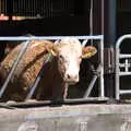 A cow looks out, A Weekend Camping Trip in the Garden, Brome, Suffolk - 11th April 2020