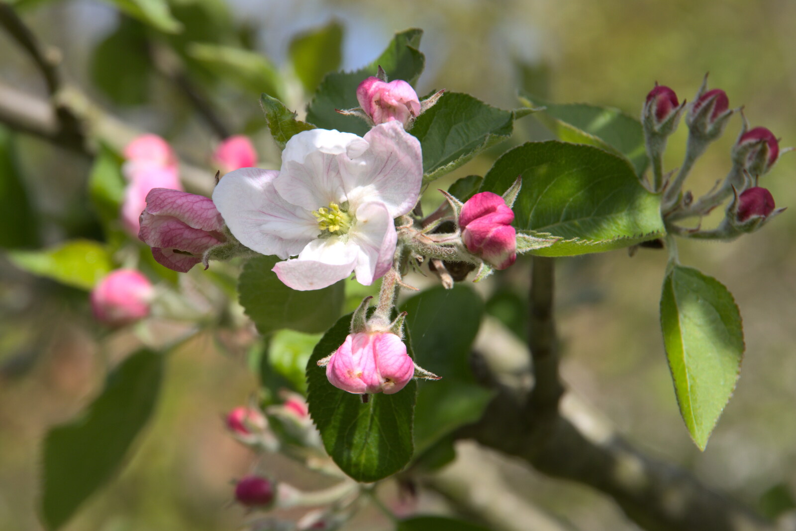 The apples are in blossom from A Weekend Camping Trip in the Garden, Brome, Suffolk - 11th April 2020