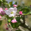 The apples are in blossom, A Weekend Camping Trip in the Garden, Brome, Suffolk - 11th April 2020