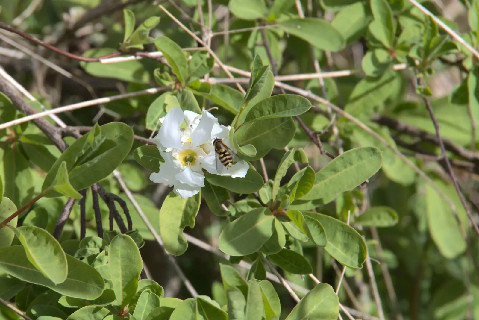 A small bee does its thing, from A Weekend Camping Trip in the Garden, Brome, Suffolk - 11th April 2020