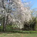 A tree in blossom, The Lockdown Desertion of Diss, and a Bike Ride up the Avenue, Brome - 19th April 2020