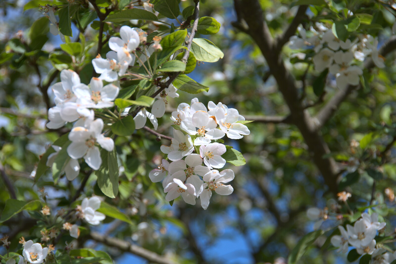 The apple blossom is out from Lost Cat and a Walk on Nick's Lane, Brome, Suffolk - 26th April 2020