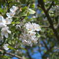The apple blossom is out, Lost Cat and a Walk on Nick's Lane, Brome, Suffolk - 26th April 2020