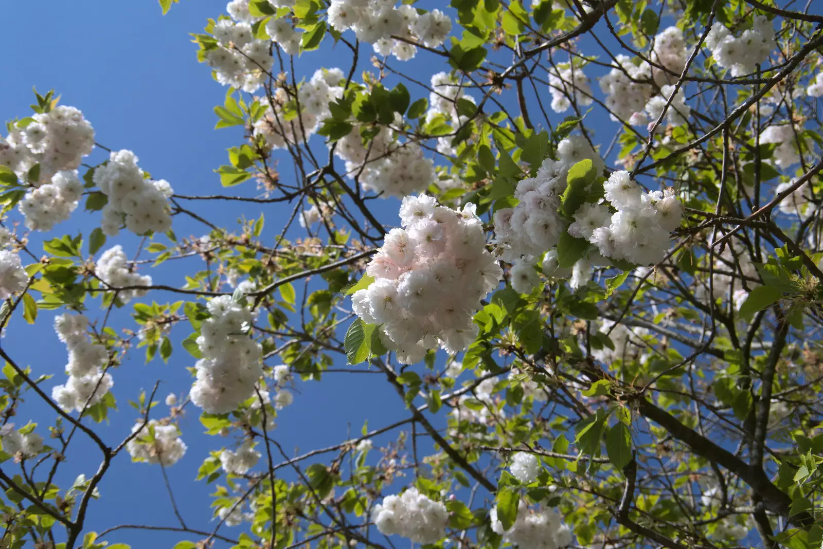 More apple blossom, from Lost Cat and a Walk on Nick's Lane, Brome, Suffolk - 26th April 2020