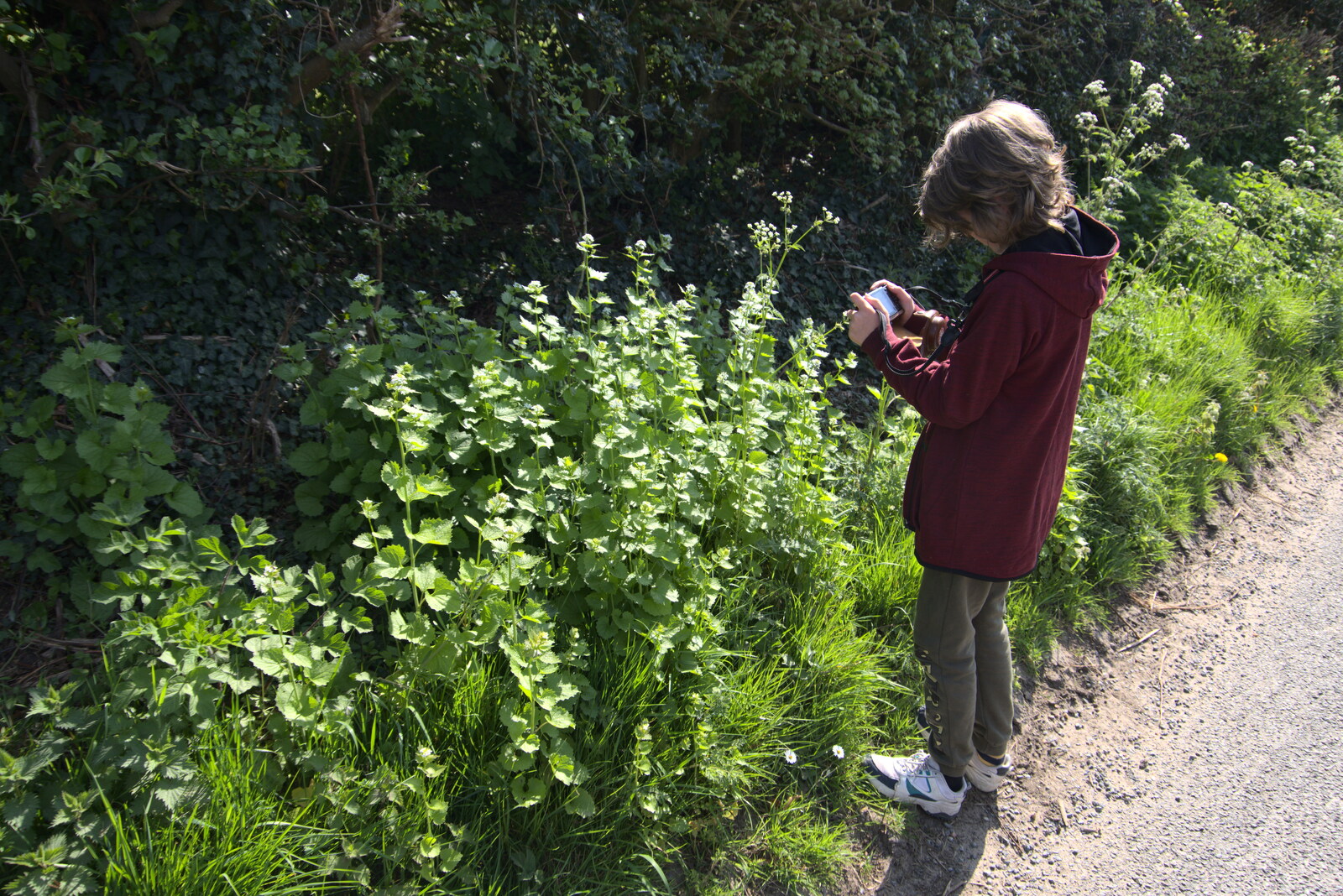 Fred takes a close-up of some foliage from Lost Cat and a Walk on Nick's Lane, Brome, Suffolk - 26th April 2020
