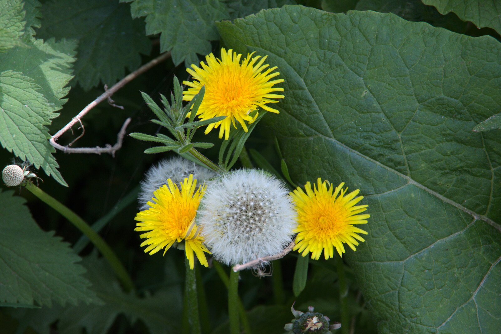 Dandelions in both states from Lost Cat and a Walk on Nick's Lane, Brome, Suffolk - 26th April 2020