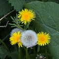 Dandelions in both states, Lost Cat and a Walk on Nick's Lane, Brome, Suffolk - 26th April 2020