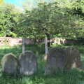 Grouped gravestones, Lost Cat and a Walk on Nick's Lane, Brome, Suffolk - 26th April 2020