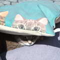 Boris appears under a Boris cushion, Lost Cat and a Walk on Nick's Lane, Brome, Suffolk - 26th April 2020