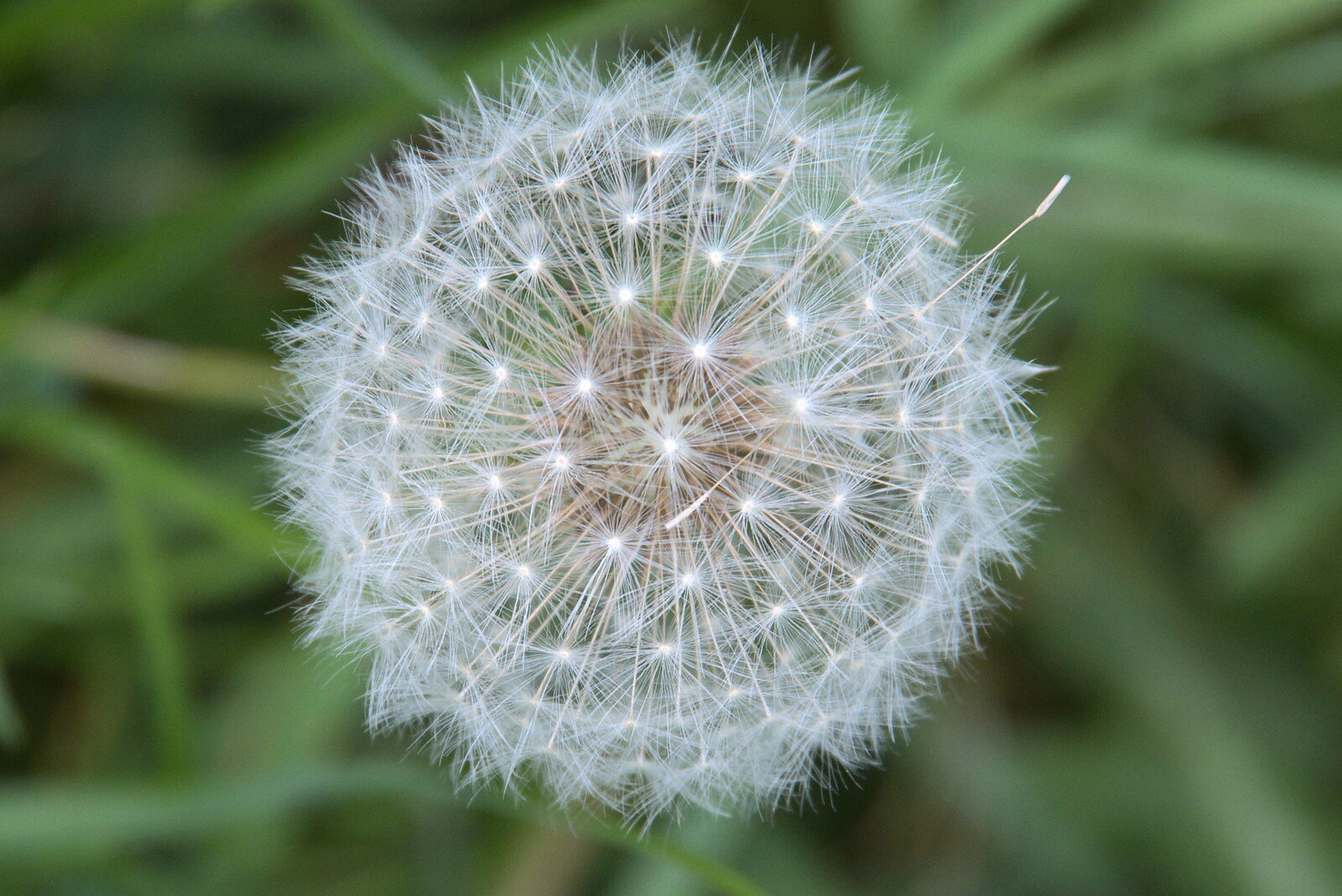 Another dandelion seed-head from The Quest for Rapsy Tapsy Lane, Eye, Suffolk - 6th May 2020