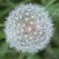 Another dandelion seed-head, The Quest for Rapsy Tapsy Lane, Eye, Suffolk - 6th May 2020