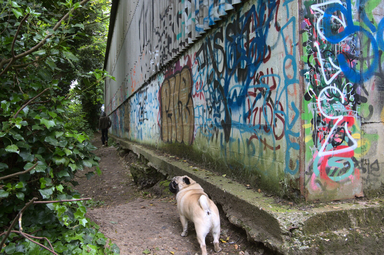 More graffiti, and a dog from The Quest for Rapsy Tapsy Lane, Eye, Suffolk - 6th May 2020