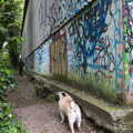 More graffiti, and a dog, The Quest for Rapsy Tapsy Lane, Eye, Suffolk - 6th May 2020