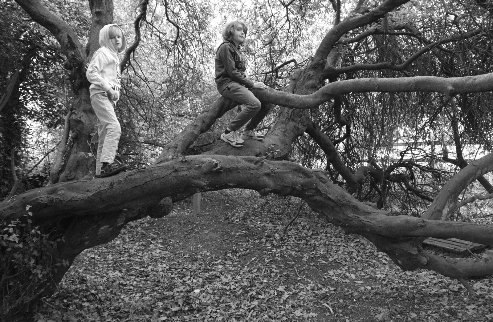 Harry and Fred up a tree from The Quest for Rapsy Tapsy Lane, Eye, Suffolk - 6th May 2020