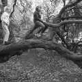 Harry and Fred up a tree, The Quest for Rapsy Tapsy Lane, Eye, Suffolk - 6th May 2020