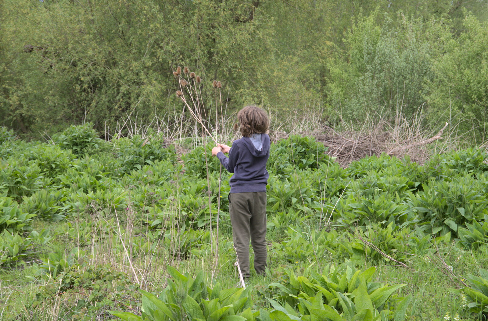 Fred pokes around with weeds from The Quest for Rapsy Tapsy Lane, Eye, Suffolk - 6th May 2020