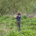 Fred pokes around with weeds, The Quest for Rapsy Tapsy Lane, Eye, Suffolk - 6th May 2020