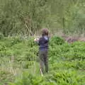 Fred pokes around with weeds, The Quest for Rapsy Tapsy Lane, Eye, Suffolk - 6th May 2020