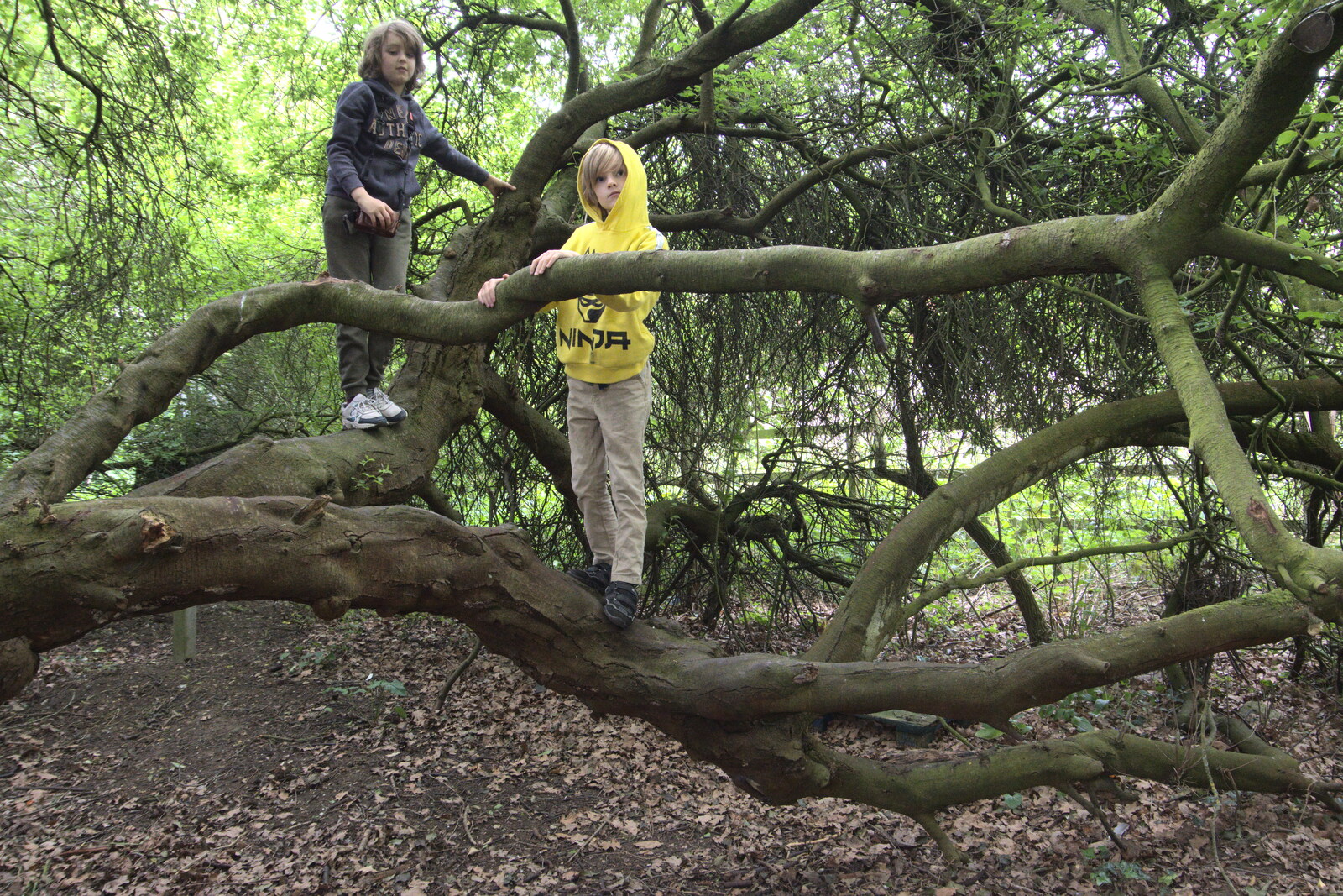 The boys are up their climbey-tree again from The Quest for Rapsy Tapsy Lane, Eye, Suffolk - 6th May 2020