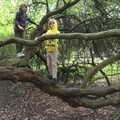 The boys are up their climbey-tree again, The Quest for Rapsy Tapsy Lane, Eye, Suffolk - 6th May 2020