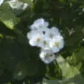 Some sort of blossom, Pin-hole Cameras and a Red Arrows Flypast, Brome, Suffolk - 8th May 2020