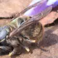 A wasp is all hairs in the right light, Pin-hole Cameras and a Red Arrows Flypast, Brome, Suffolk - 8th May 2020