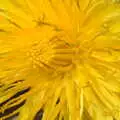 A flower close-up, Pin-hole Cameras and a Red Arrows Flypast, Brome, Suffolk - 8th May 2020