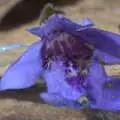 A purple flower, Pin-hole Cameras and a Red Arrows Flypast, Brome, Suffolk - 8th May 2020