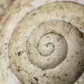 A close-up of a tiny snail shell whirl, Pin-hole Cameras and a Red Arrows Flypast, Brome, Suffolk - 8th May 2020