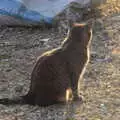 Boris is back-lit, A Walk up Rapsy Tapsy Lane, Eye, Suffolk - 9th May 2020