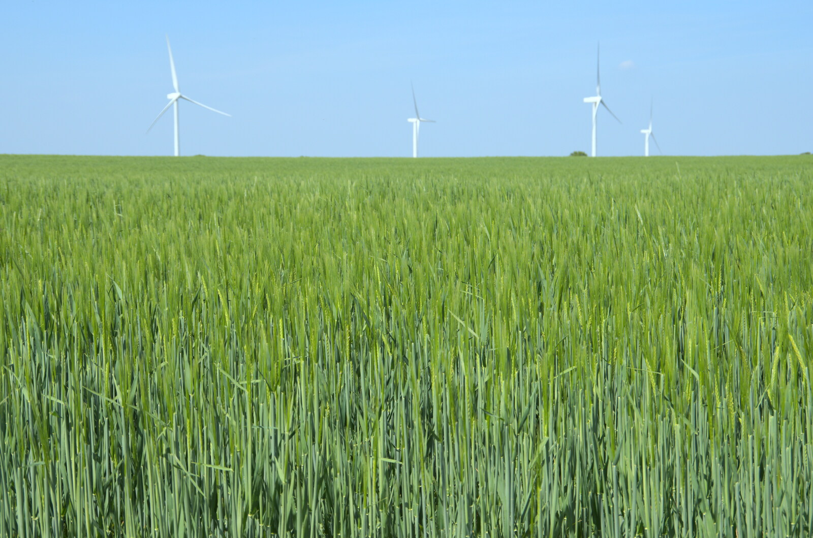 The wind turbines and a field of barley from A Walk up Rapsy Tapsy Lane, Eye, Suffolk - 9th May 2020