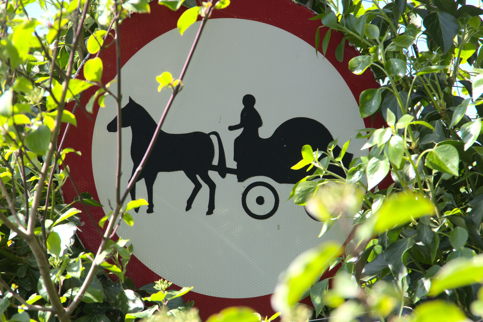 The 'no horse and buggy' sign is almost overgrown from A Walk up Rapsy Tapsy Lane, Eye, Suffolk - 9th May 2020