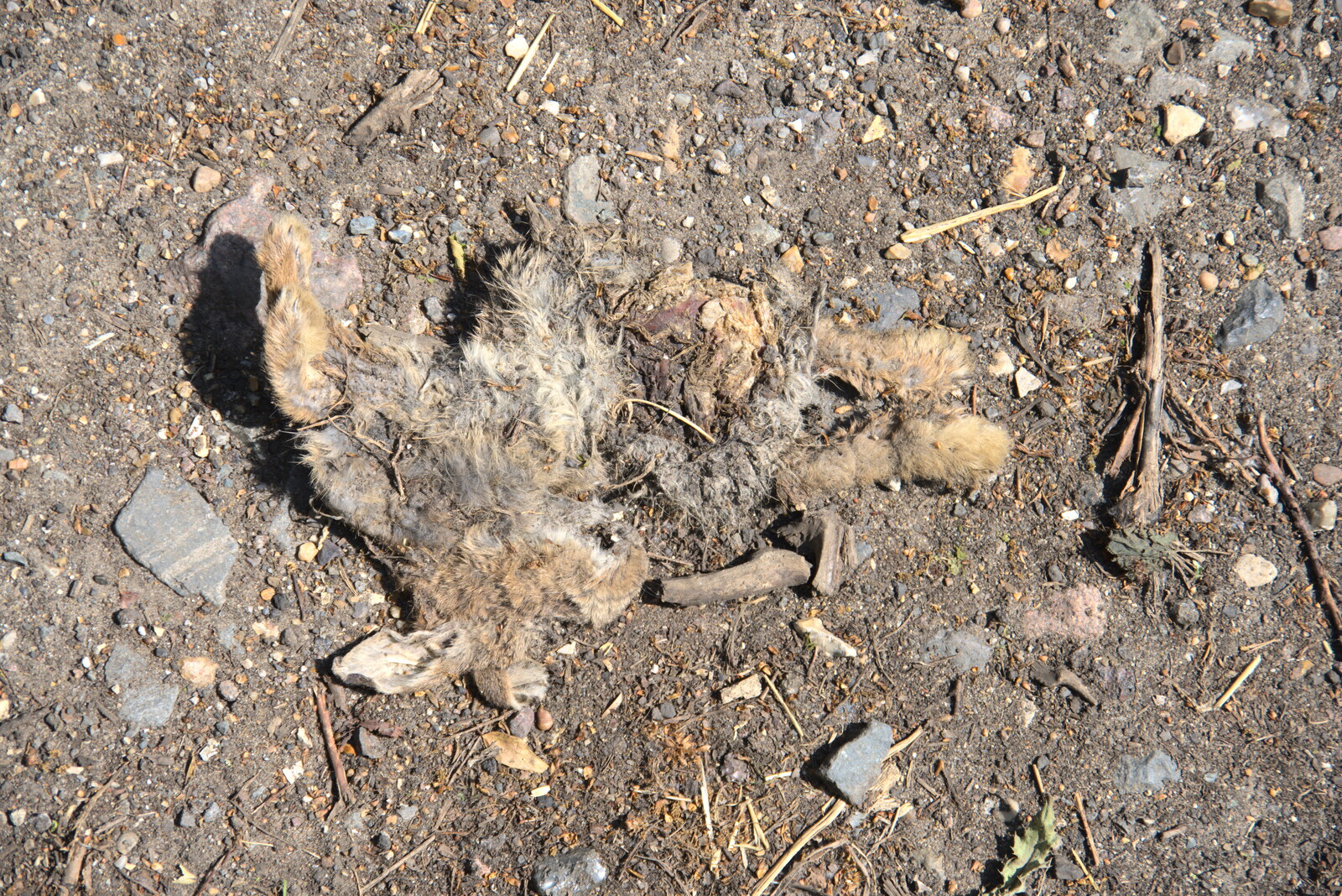 A dessicated and squashed rabbit from A Walk up Rapsy Tapsy Lane, Eye, Suffolk - 9th May 2020