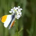 An orange-tipped fritillary, A Walk up Rapsy Tapsy Lane, Eye, Suffolk - 9th May 2020