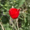 A solitary poppy, A Walk up Rapsy Tapsy Lane, Eye, Suffolk - 9th May 2020