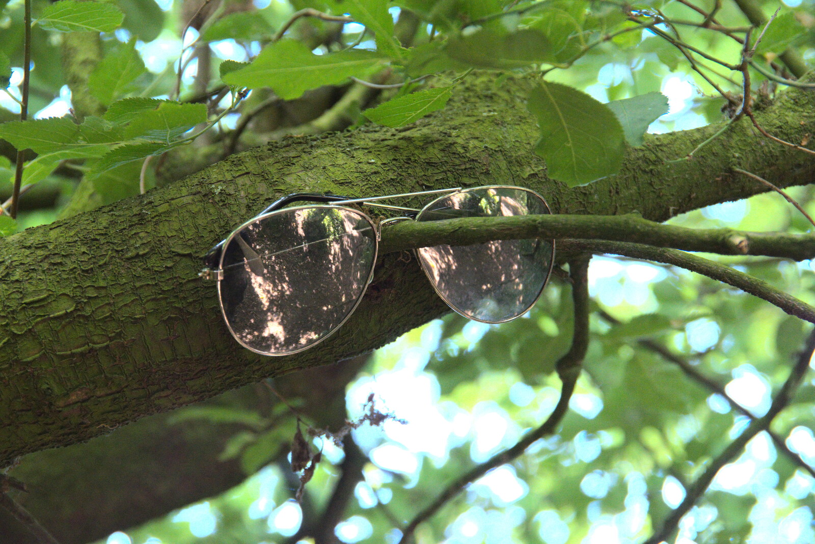 There's a pair of pilot sunglasses up a tree from A Walk up Rapsy Tapsy Lane, Eye, Suffolk - 9th May 2020