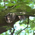 There's a pair of pilot sunglasses up a tree, A Walk up Rapsy Tapsy Lane, Eye, Suffolk - 9th May 2020