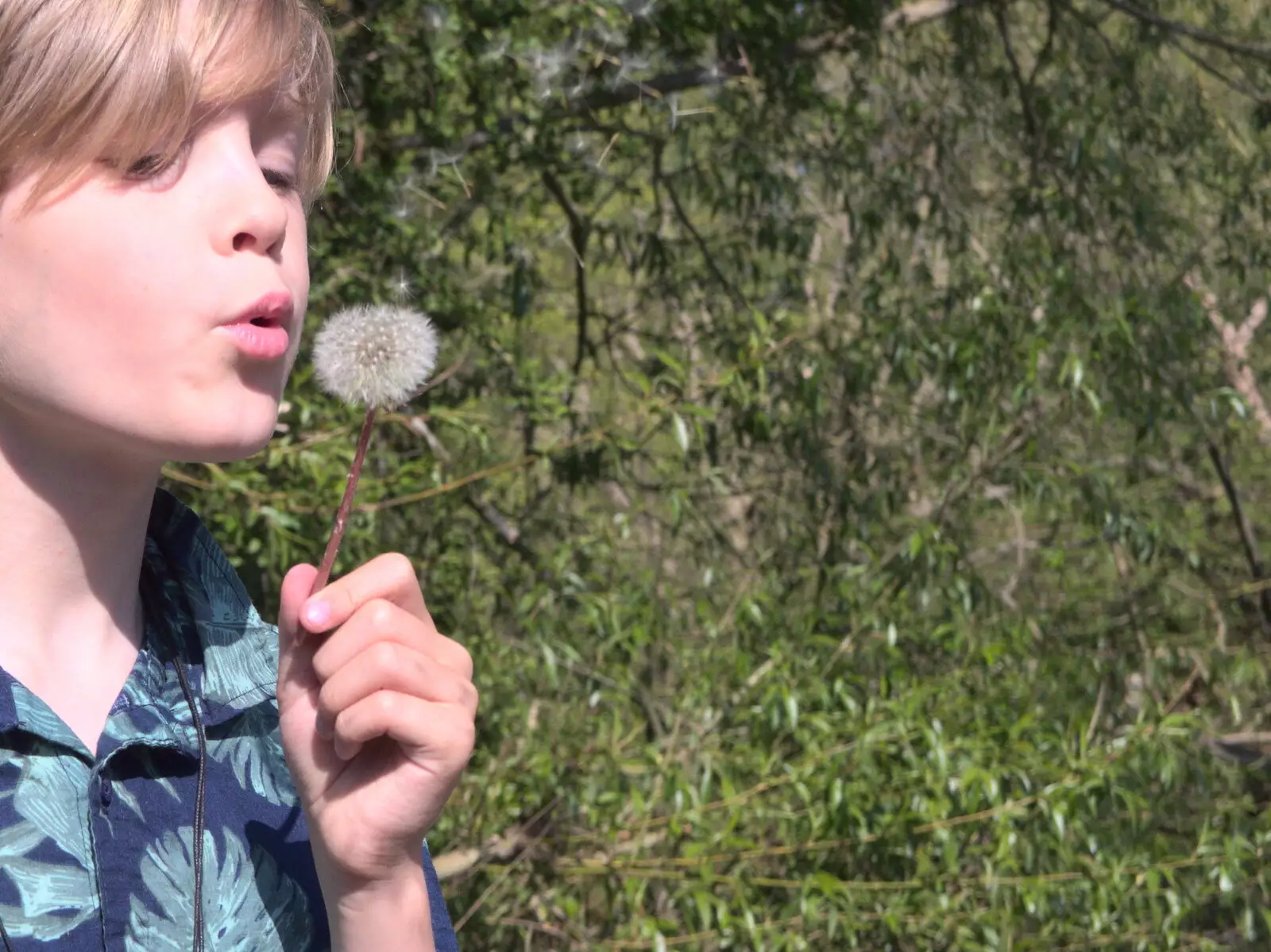 Harry blows on a dandelion head, from The Old Brickworks and a New Road, Hoxne and Eye, Suffolk - 26th May 2020