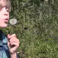 Harry blows on a dandelion head, The Old Brickworks and a New Road, Hoxne and Eye, Suffolk - 26th May 2020