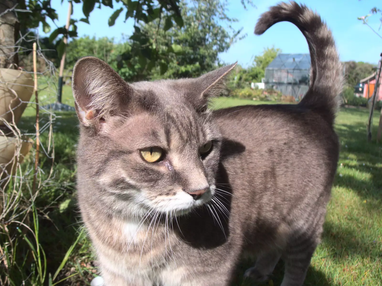 Boris - stripey cat, from The Old Brickworks and a New Road, Hoxne and Eye, Suffolk - 26th May 2020