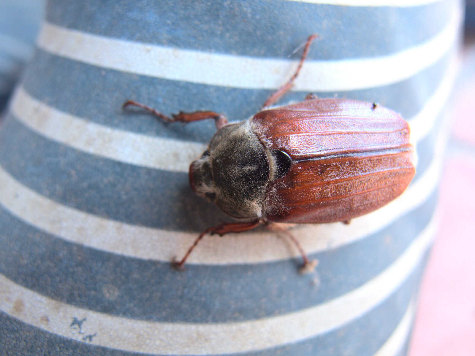 There's a huge beetle on a welly boot from The Old Brickworks and a New Road, Hoxne and Eye, Suffolk - 26th May 2020
