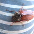 There's a huge beetle on a welly boot, The Old Brickworks and a New Road, Hoxne and Eye, Suffolk - 26th May 2020